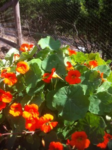 Blog Photos - April 2013 004