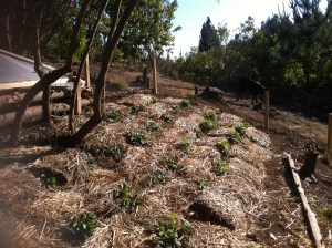 Blog Photos - oct 2013 014