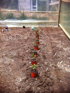 Blog Photos - november 2013 004