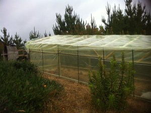 Blog Photos -december 2013 001