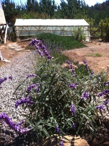 Blog Photos -december 2013 017